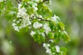 Flowering pears filled with snow. Spring