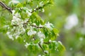 Flowering pears filled with snow. Spring