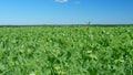 Flowering peas grows on a agriculture field. Green peas blooms with white flowers in spring on field. Wide shot. Royalty Free Stock Photo