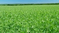 Flowering peas grows on a agriculture field. Green peas blooms with white flowers in spring on field. Wide shot. Royalty Free Stock Photo