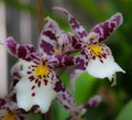 Flowering Pedals Proudly Displayed From An Isolated Garden