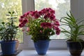 Flowering pelargonium grandiflorum, crassula and aloe in pots. Houseplants on windoswill