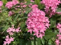 Flowering Pentas evergreen shrub