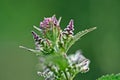 Flowering peppermint in the garden isolated against a green background