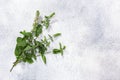 Flowering Peppermint Mentha piperita atop grey textured backdrop, copy space, top view