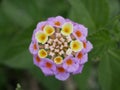 Flowering of the perennial plant Lantana camara yellow-purple flowers on a sunny spring day. Lantana in the wild Royalty Free Stock Photo