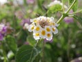 Flowering of the perennial plant Lantana camara yellow-purple flowers on a sunny spring day. Lantana in the wild Royalty Free Stock Photo