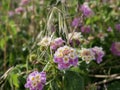 Flowering of the perennial plant Lantana camara yellow-purple flowers on a sunny spring day. Lantana in the wild Royalty Free Stock Photo