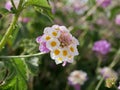 Flowering of the perennial plant Lantana camara yellow-purple flowers on a sunny spring day. Lantana in the wild Royalty Free Stock Photo