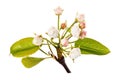 The flowering period of the apple tree. Branch isolated