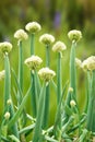 Flowering period of scallion