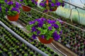 Flowering petunia in the greenhouse. Hanging flower pots in a greenhouse.