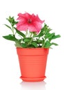 Flowering petunia plant in a pot isolated on white Royalty Free Stock Photo