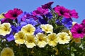 Flowering petunia surfinia