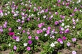 Flowering petunias in the flowerbed Royalty Free Stock Photo