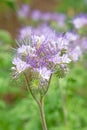 Flowering Phacelia in a close-up Royalty Free Stock Photo