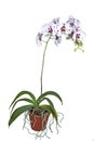 Flowering Phalaenopsis Orchid with Roots Climbing out of Pot Royalty Free Stock Photo
