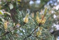 Flowering pine branch with young cones, closeup Royalty Free Stock Photo