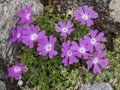 Flowering pink Alpine Primula hirsuta Royalty Free Stock Photo