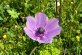 Flowering pink Anemone in the Hurshat Tal in North Israel