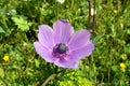 Flowering pink Anemone in the Hurshat Tal in North Israel