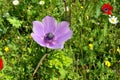 Flowering pink Anemone in the Hurshat Tal in North Israel