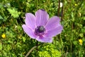 Flowering pink Anemone in the Hurshat Tal in North Israel