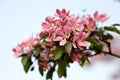 The flowering pink Apple-tree Royalty Free Stock Photo