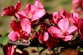 Flowering of a pink apple tree. Royalty Free Stock Photo