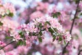 The flowering pink Apple-tree Royalty Free Stock Photo