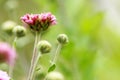 Flowering Pink Blooms of Chrysanthemum