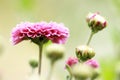 Flowering Pink Blooms of Chrysanthemum