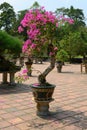 Bonsai bougainvilla tree in garden of a monastery Thien Mu Pagoda, Hue, Vietnam