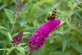 Flowering pink butterflybush - Buddleja davidii - with red admiral butterfly - Vanessa atalanta - sitting on blooms.