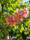 Pink chestnut blooms in the spring