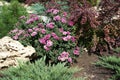 Flowering pink Chrysanthemum, red leaved barberry, dwarf pine and juniper in the rock garden