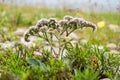 Flowering pink common valerian plant valeriana sambucifolia. Valerian medicinal. Royalty Free Stock Photo