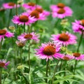 Flowering pink coneflower, sunhat in summer garden Royalty Free Stock Photo