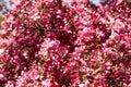 Flowering Pink Crabapple tree in the garden