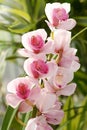 Flowering pink Cymbidium orchid