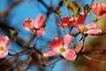 Flowering Pink Dogwood