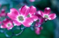 Flowering pink dogwood trees in Swissvale, Pennsylvania, USA Royalty Free Stock Photo