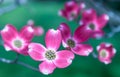 Flowering pink dogwood trees in Swissvale, Pennsylvania, USA Royalty Free Stock Photo