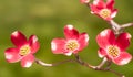 Flowering pink dogwood trees in Swissvale, Pennsylvania, USA Royalty Free Stock Photo