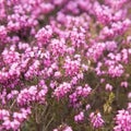 Flowering pink Erica