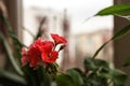 Flowering pink geranium pelargonium flower on window sill on city background among potted house plants Royalty Free Stock Photo