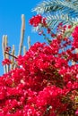 Flowering pink hibiscus bushes, palm trees and tall cacti in the garden Royalty Free Stock Photo