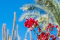 Flowering pink hibiscus bushes, palm trees and tall cacti in the garden Royalty Free Stock Photo