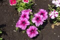 Flowering pink petunias in the garden Royalty Free Stock Photo