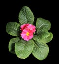 Flowering pink primula on the black background